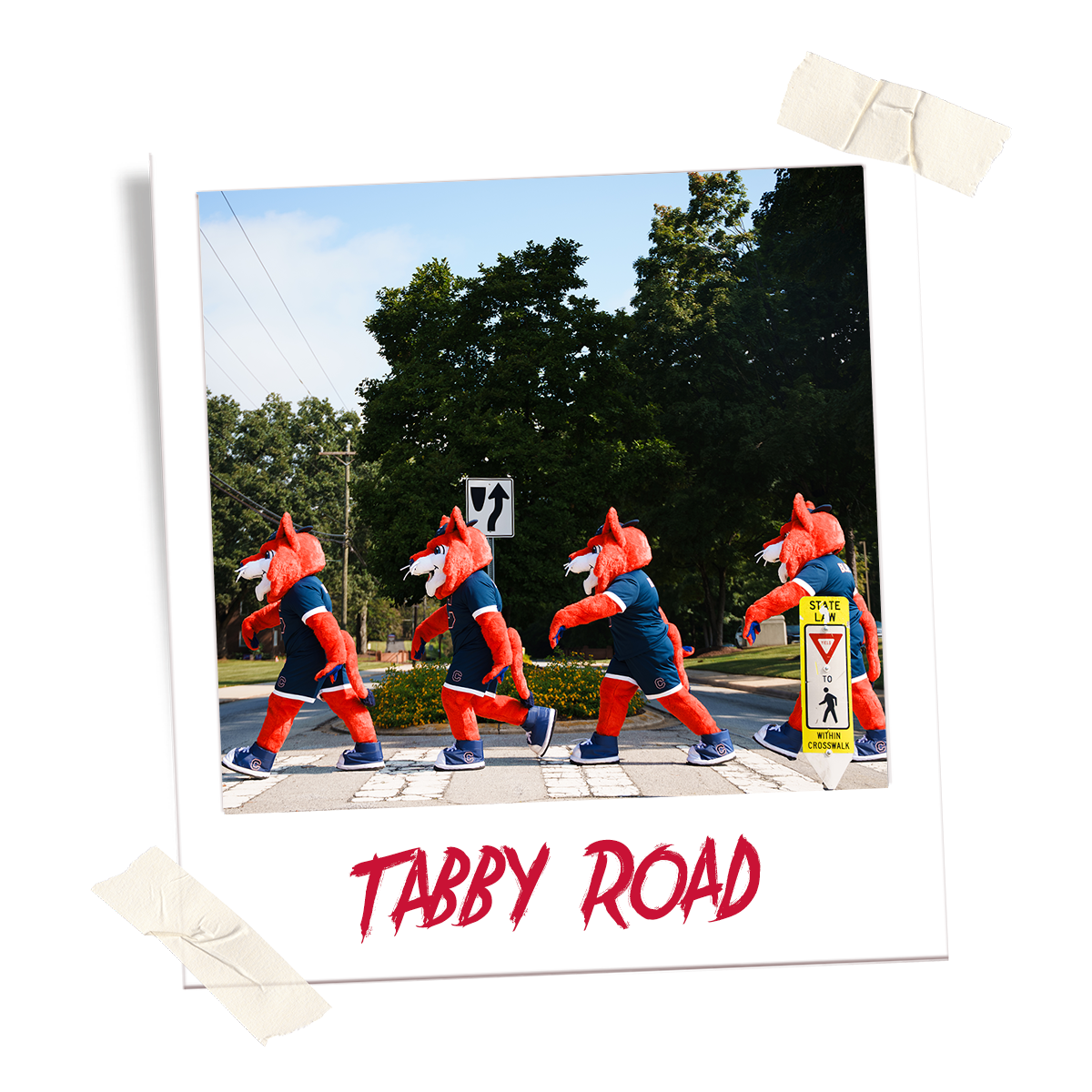 Tabby Road: Blue walking across a Catawba crosswalk