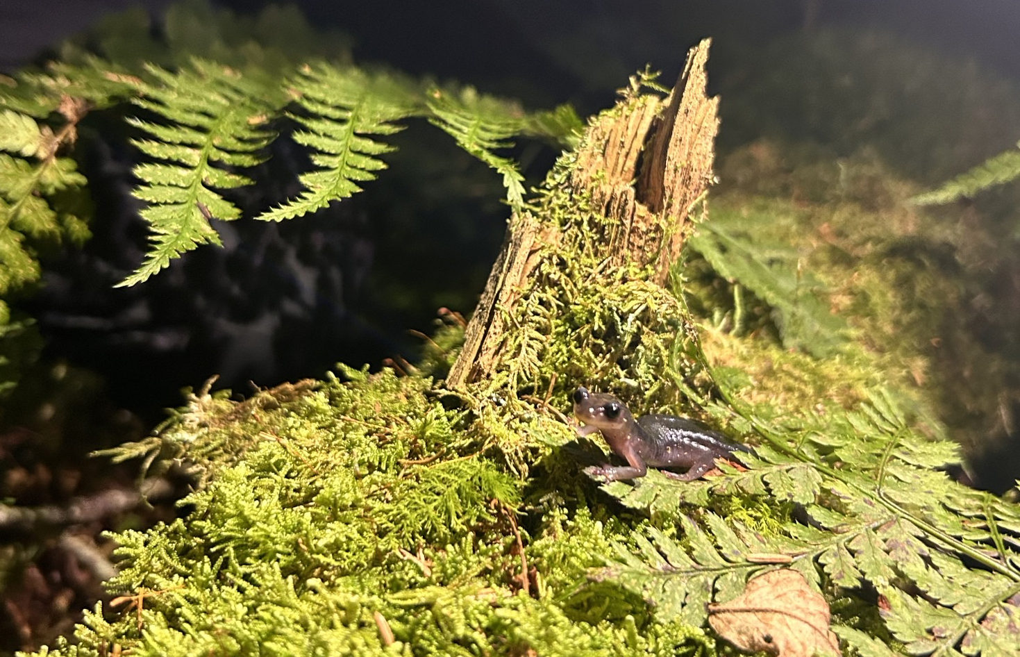 Northern Gray-cheeked Salamanders