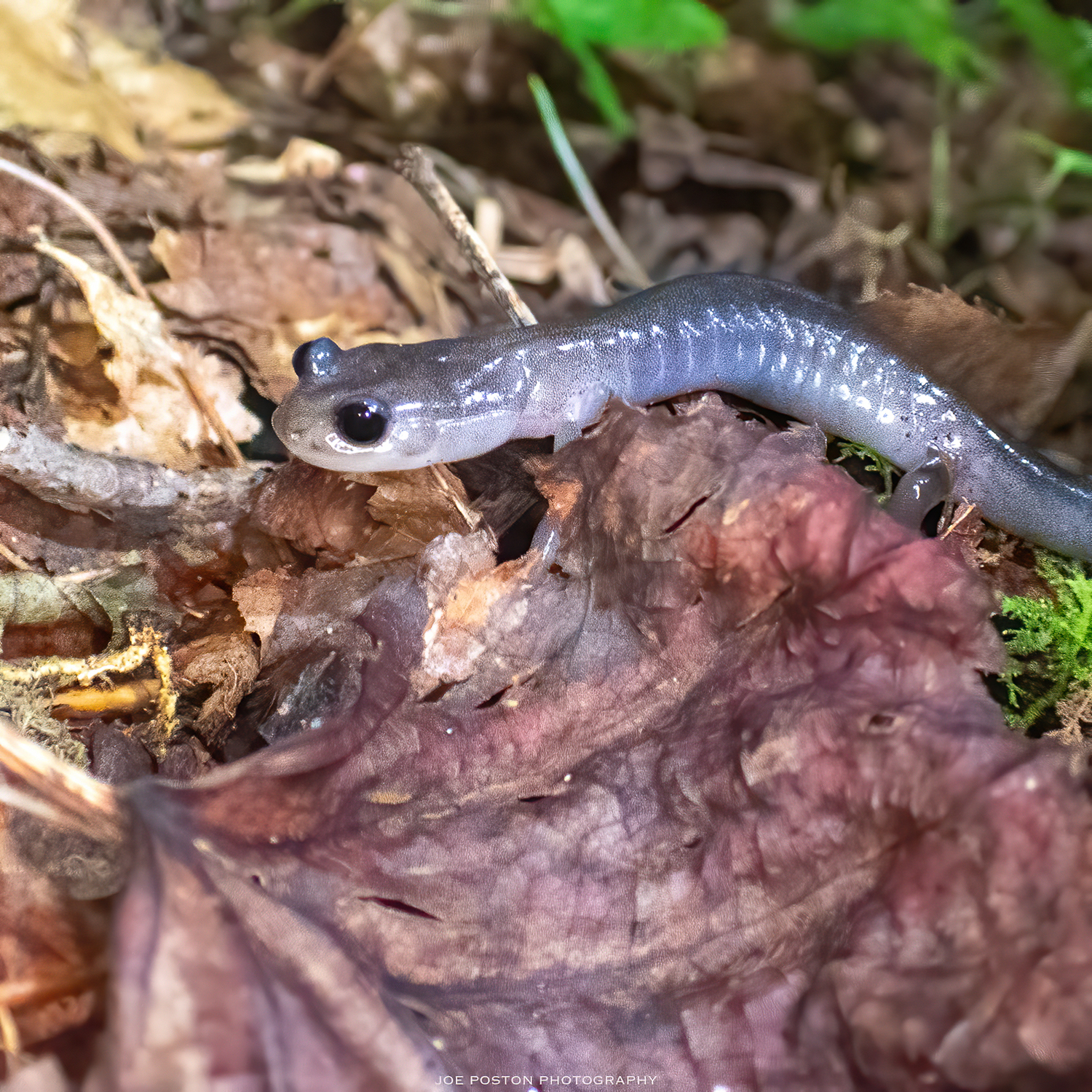 northern gray-cheeked salamander