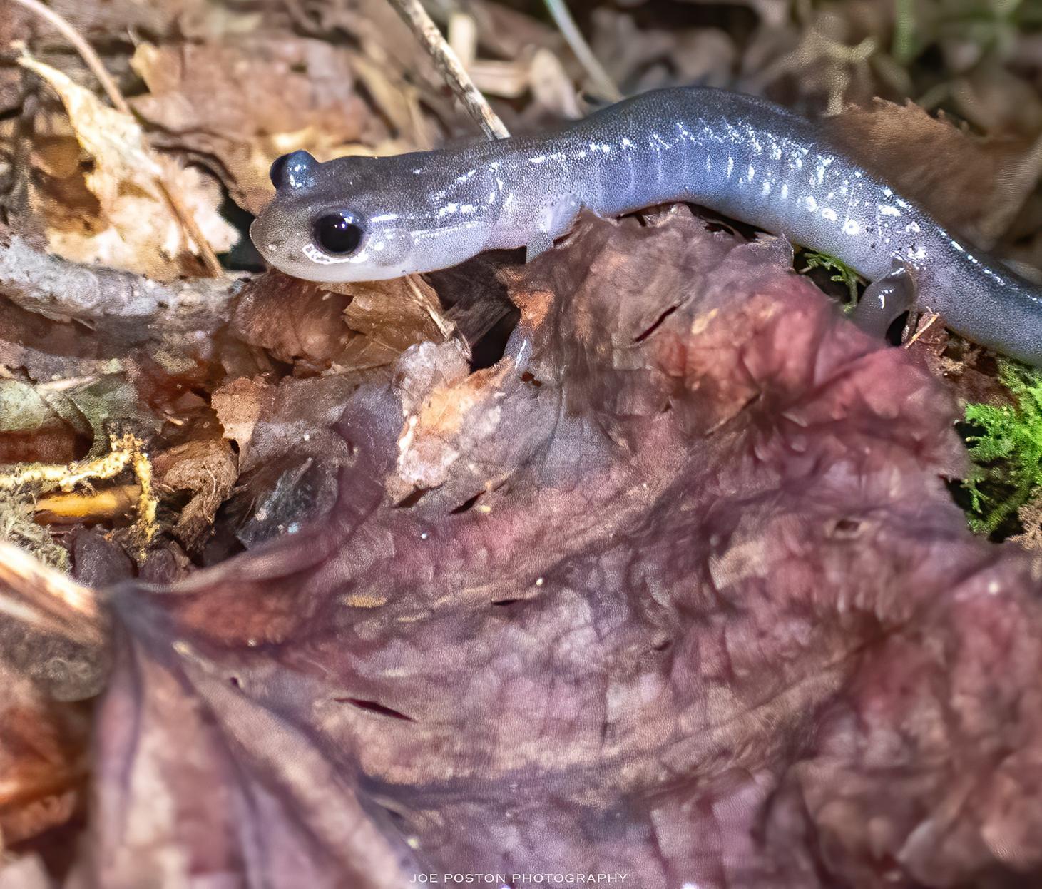 Northern gray-cheeked salamander