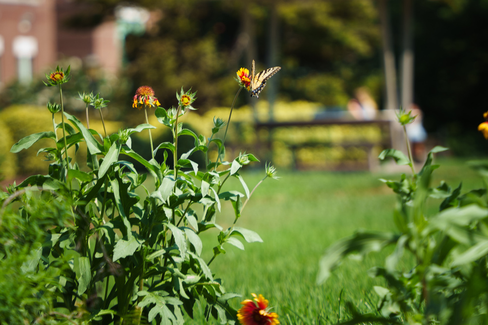 Plaza Pollinator Garden