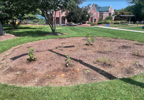 Plaza Pollinator Garden