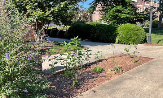 Student Affairs Edible Pollinator Buffet