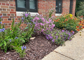 Shuford Pollinator Lab