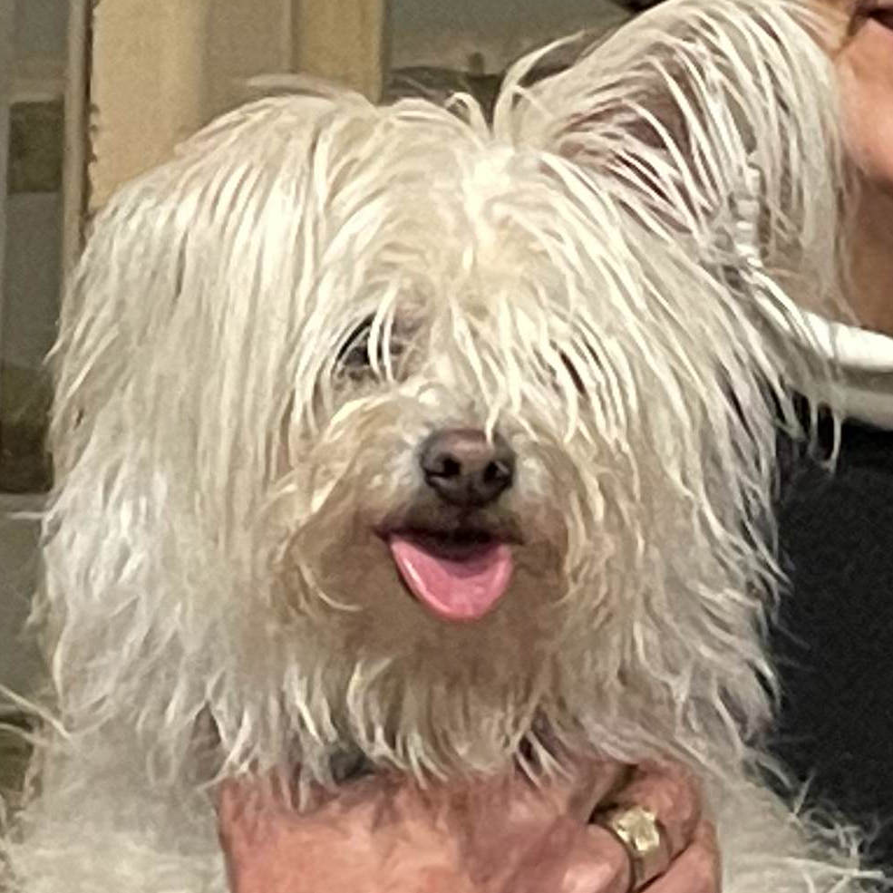 Angus Thompson (Toto)