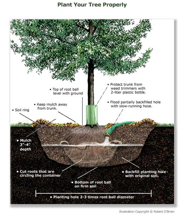 Tree Planting and Selection
