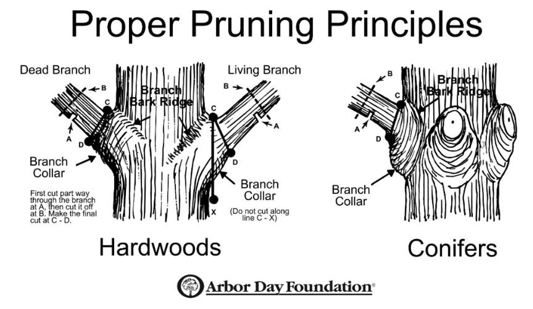 Pruning Principles
